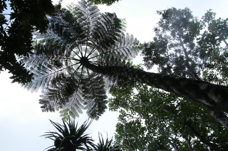 Sphaeropteris mertensiana photo 5