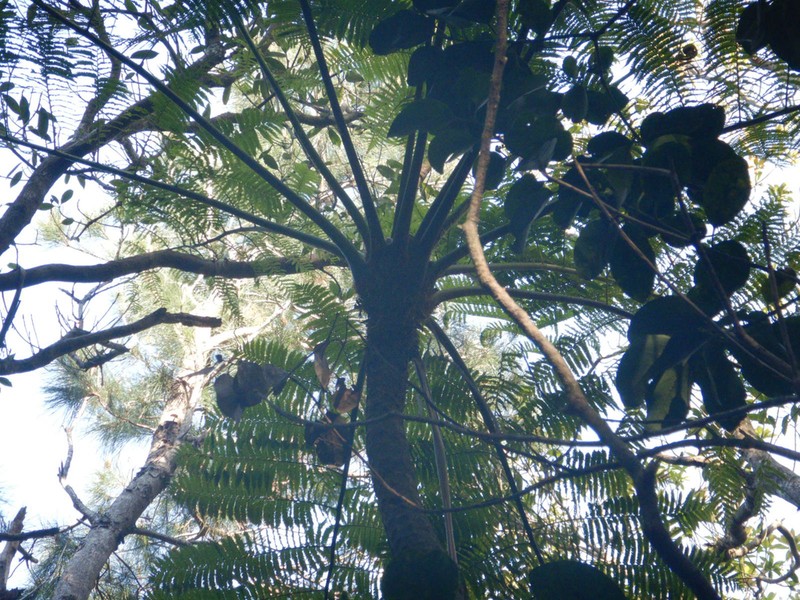Sphaeropteris mertensiana photo 6