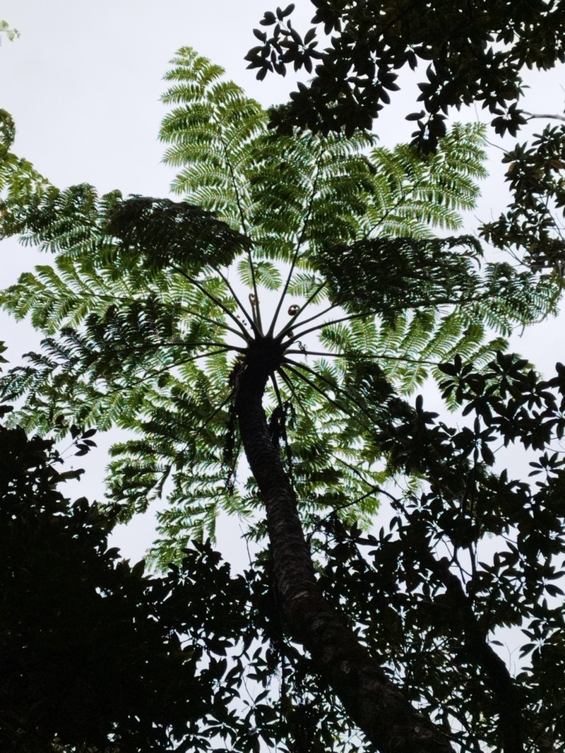 Sphaeropteris mertensiana photo 7