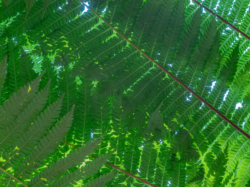 Sphaeropteris mertensiana photo 8