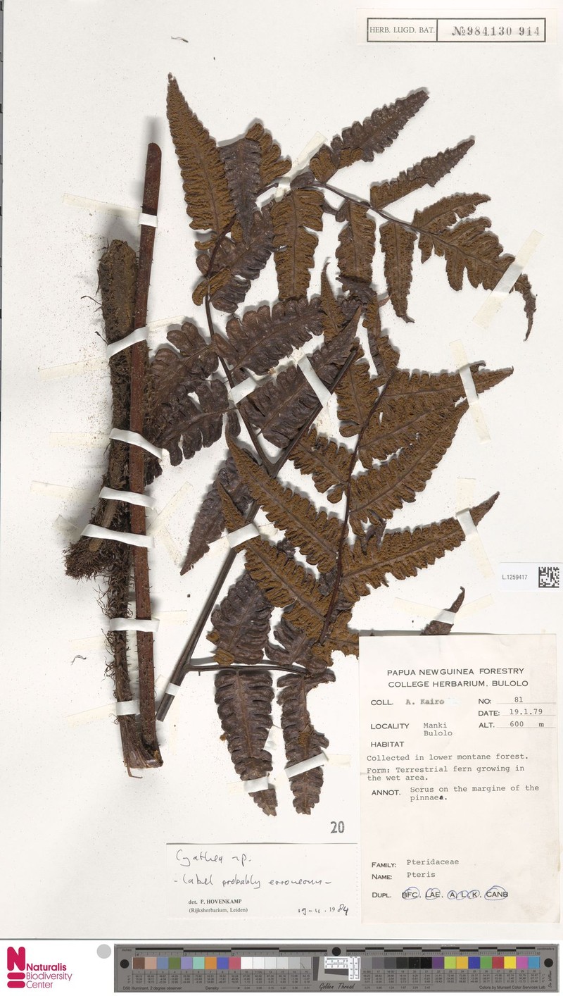 Sphaeropteris mesosora