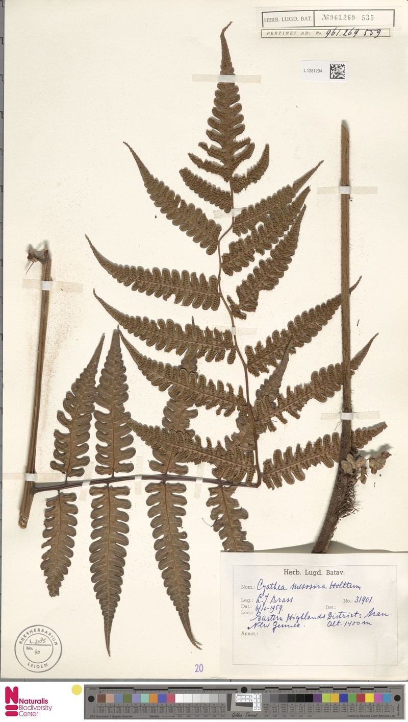 Sphaeropteris mesosora photo 2