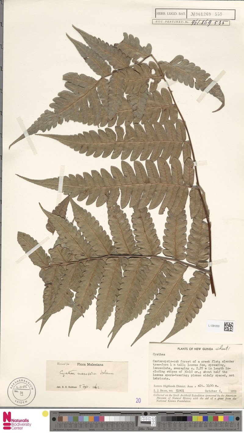 Sphaeropteris mesosora photo 3