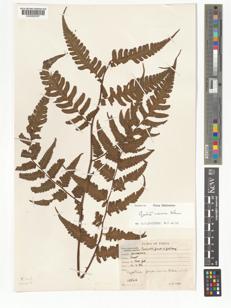 Sphaeropteris mesosora photo 4