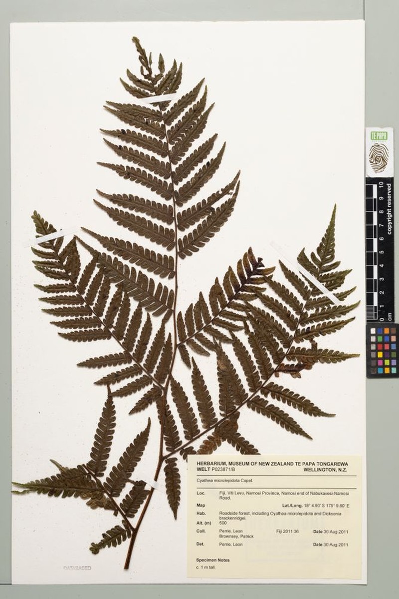 Sphaeropteris microlepidota photo 2