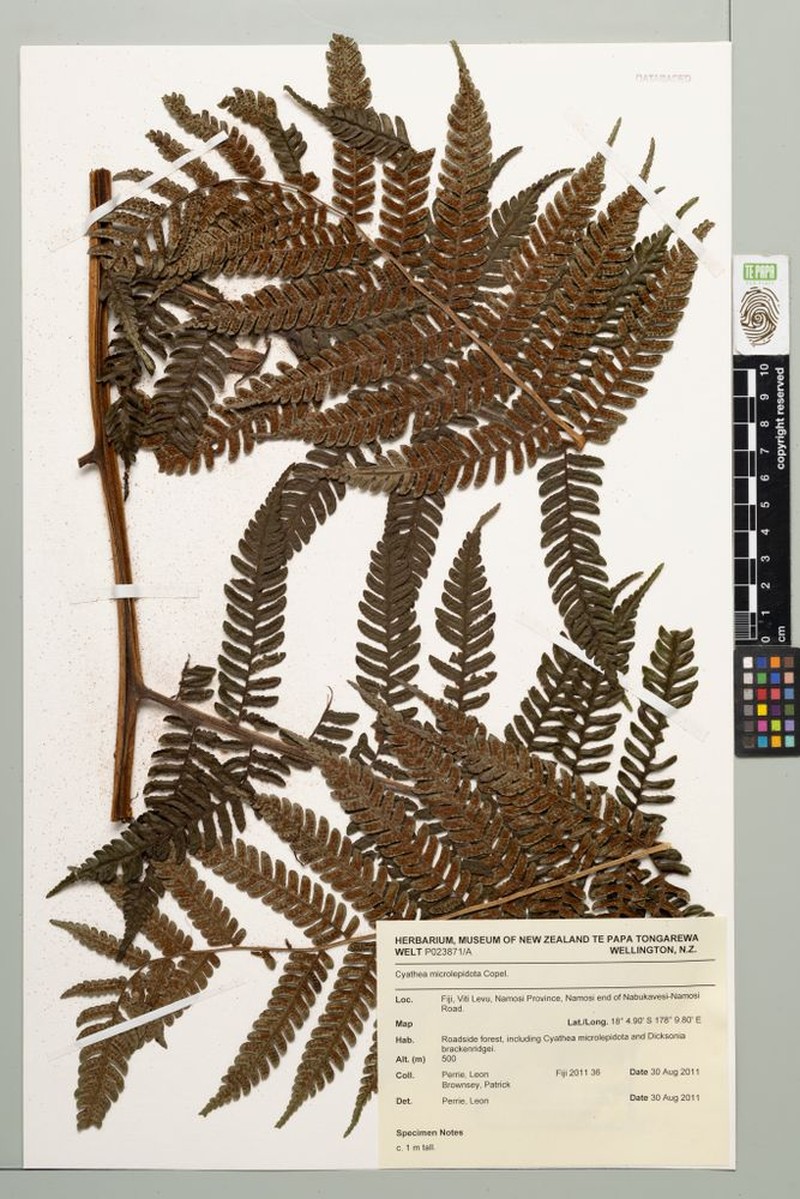 Sphaeropteris microlepidota photo 3