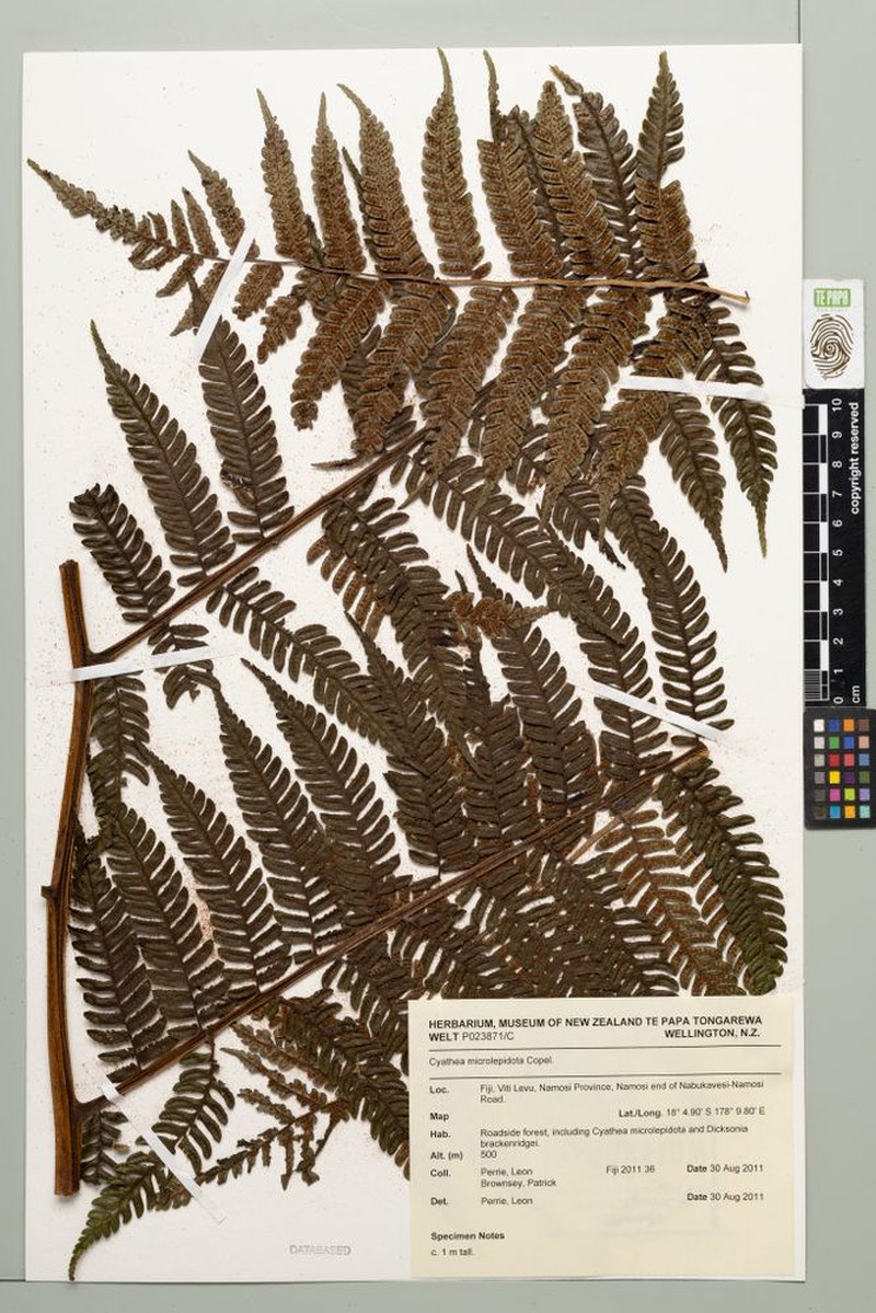 Sphaeropteris microlepidota photo 4