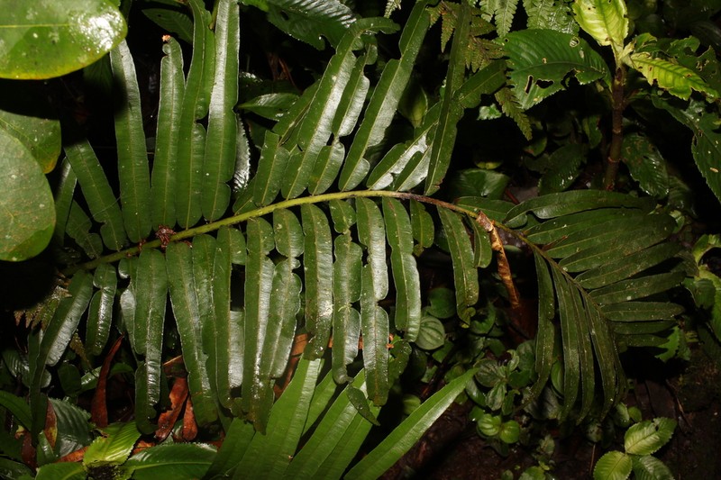 Sphaeropteris moluccana
