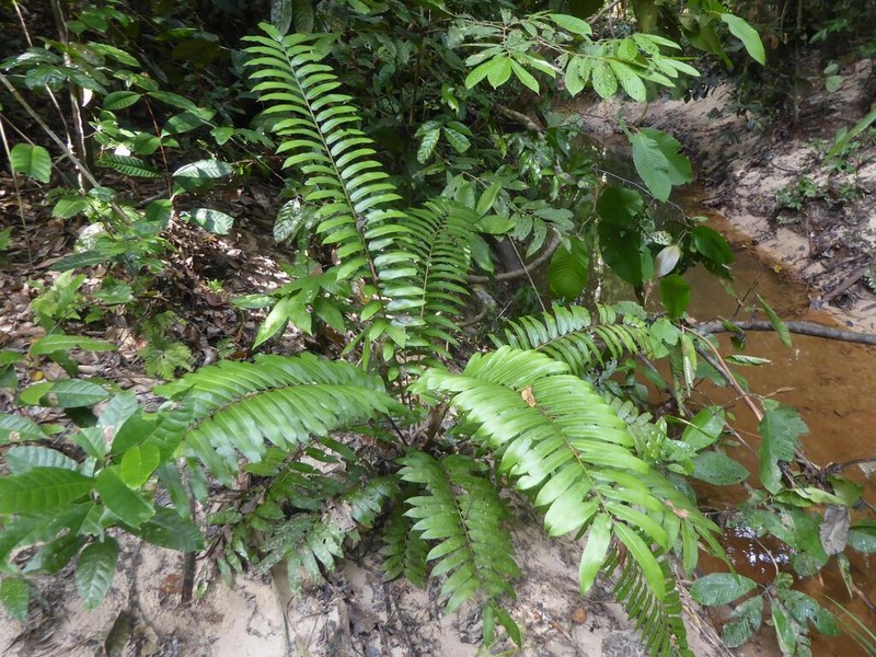 Sphaeropteris moluccana photo 2