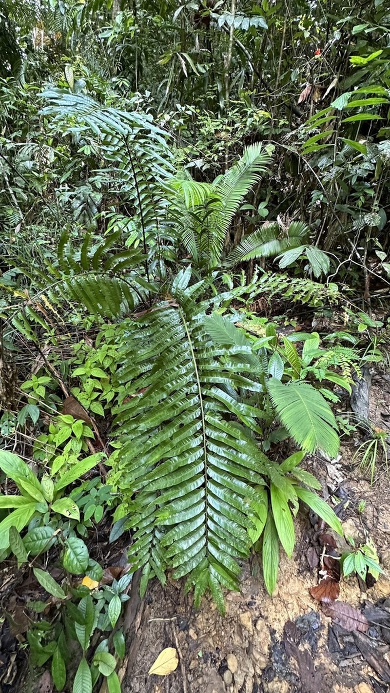 Sphaeropteris moluccana photo 3