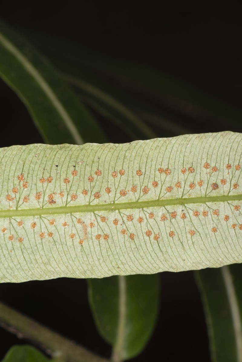 Sphaeropteris moluccana photo 4