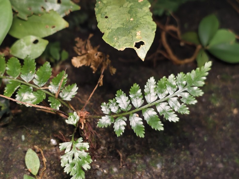 Sphaeropteris moluccana photo 5