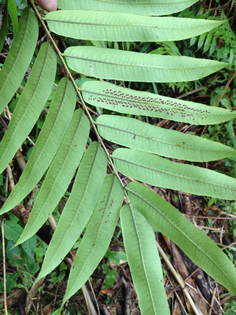 Sphaeropteris moluccana photo 6