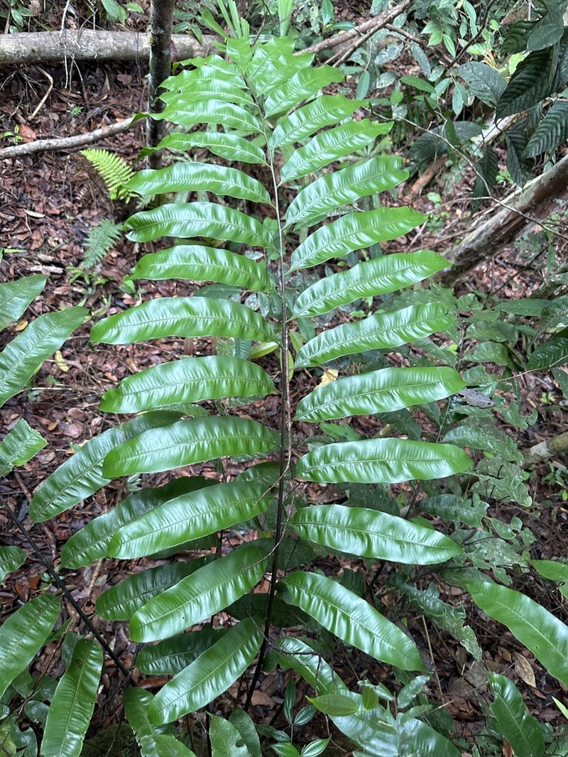 Sphaeropteris moluccana photo 7
