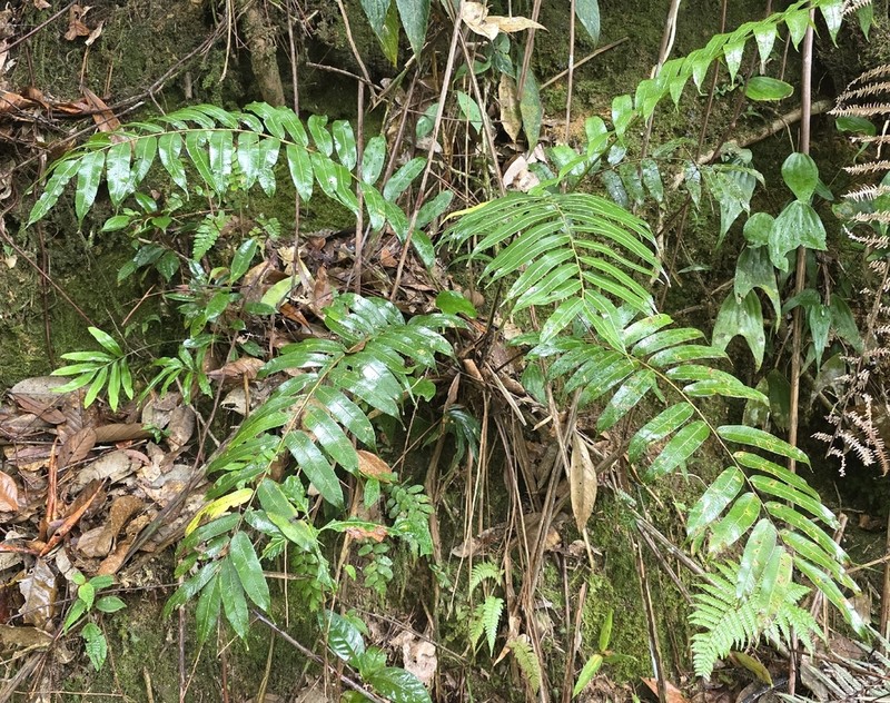 Sphaeropteris moluccana photo 8