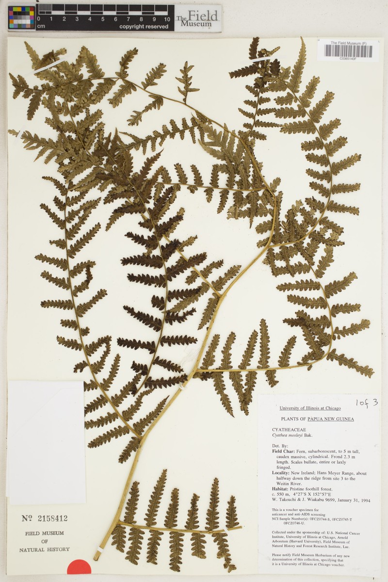Sphaeropteris moseleyi
