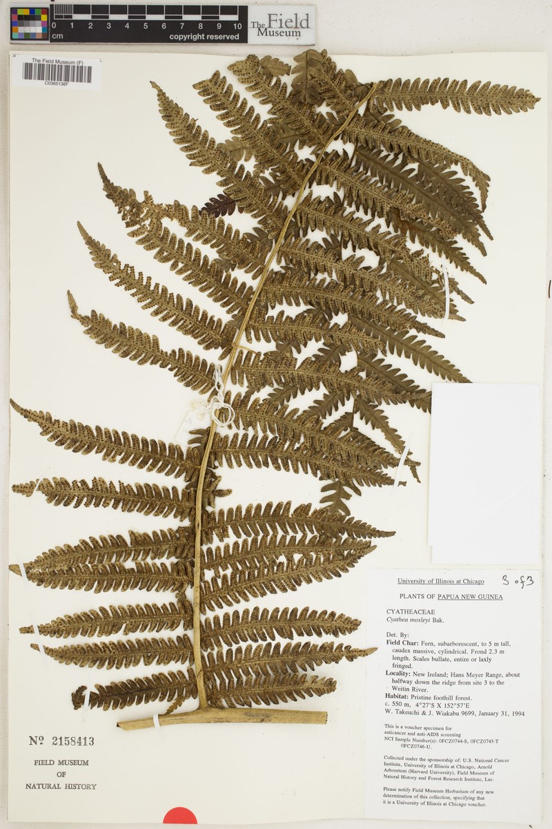 Sphaeropteris moseleyi photo 2