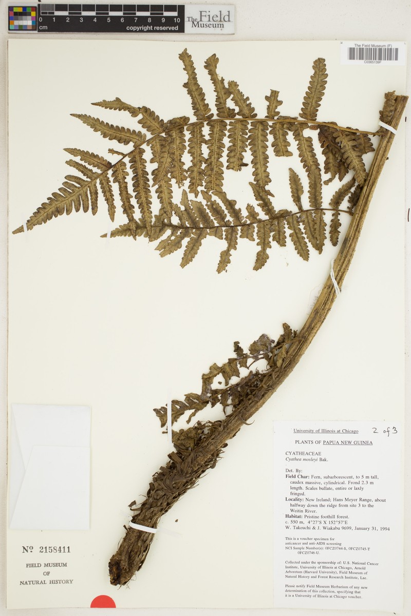 Sphaeropteris moseleyi photo 3
