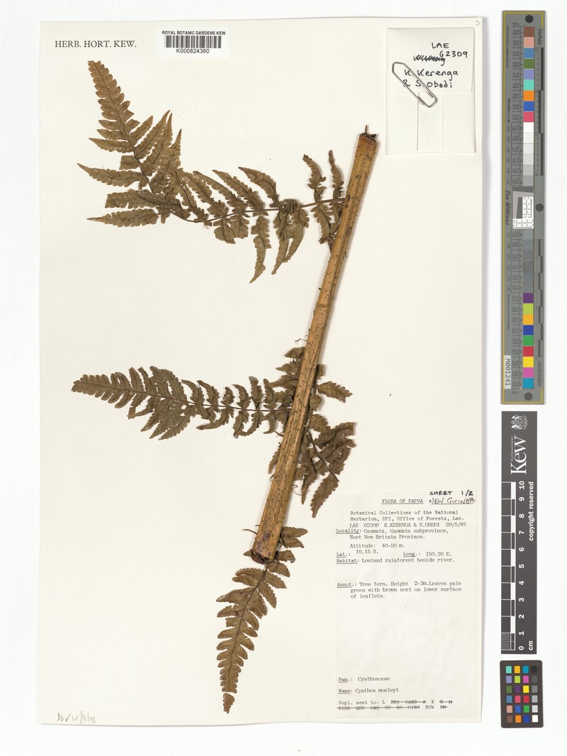 Sphaeropteris moseleyi photo 4