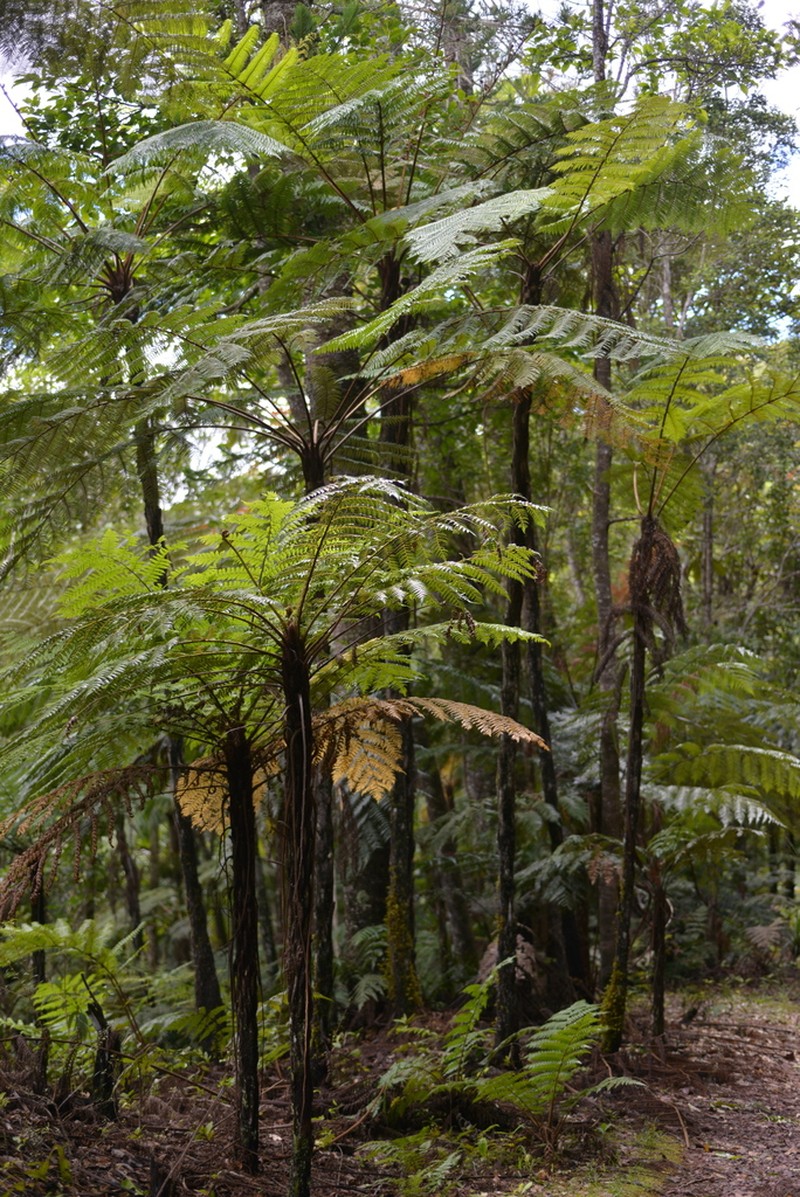 Sphaeropteris novae-caledoniae