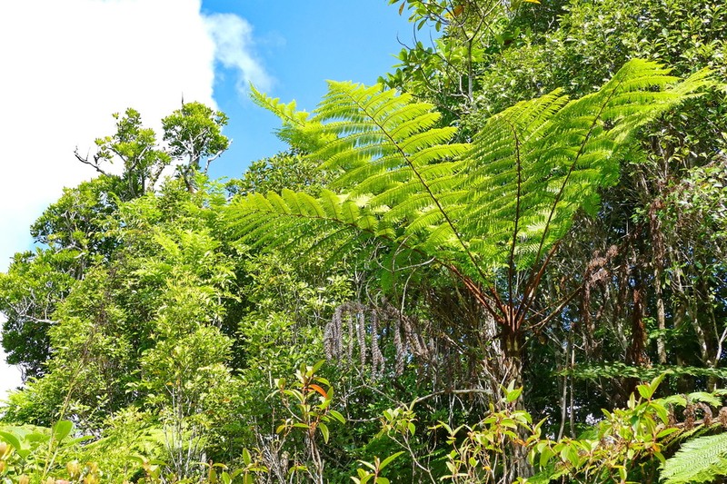 Sphaeropteris novae-caledoniae photo 2