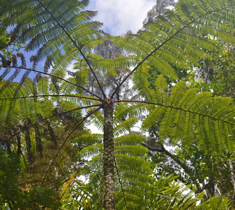 Sphaeropteris novae-caledoniae photo 3