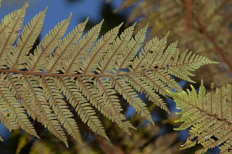 Sphaeropteris novae-caledoniae photo 4