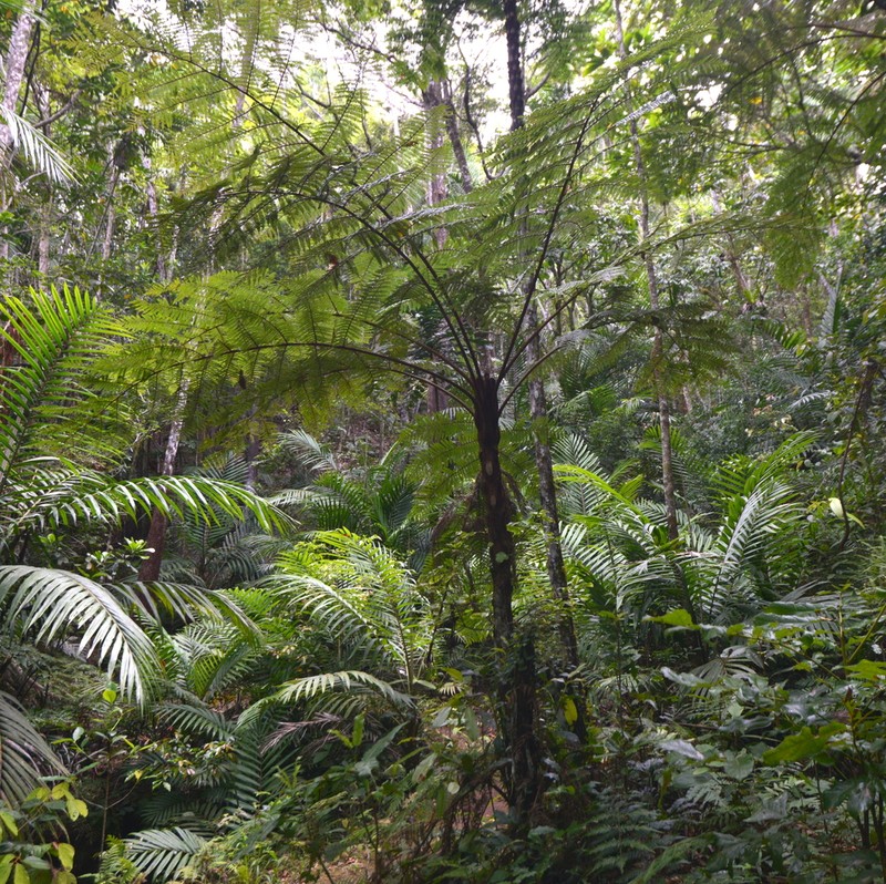 Sphaeropteris novae-caledoniae photo 5