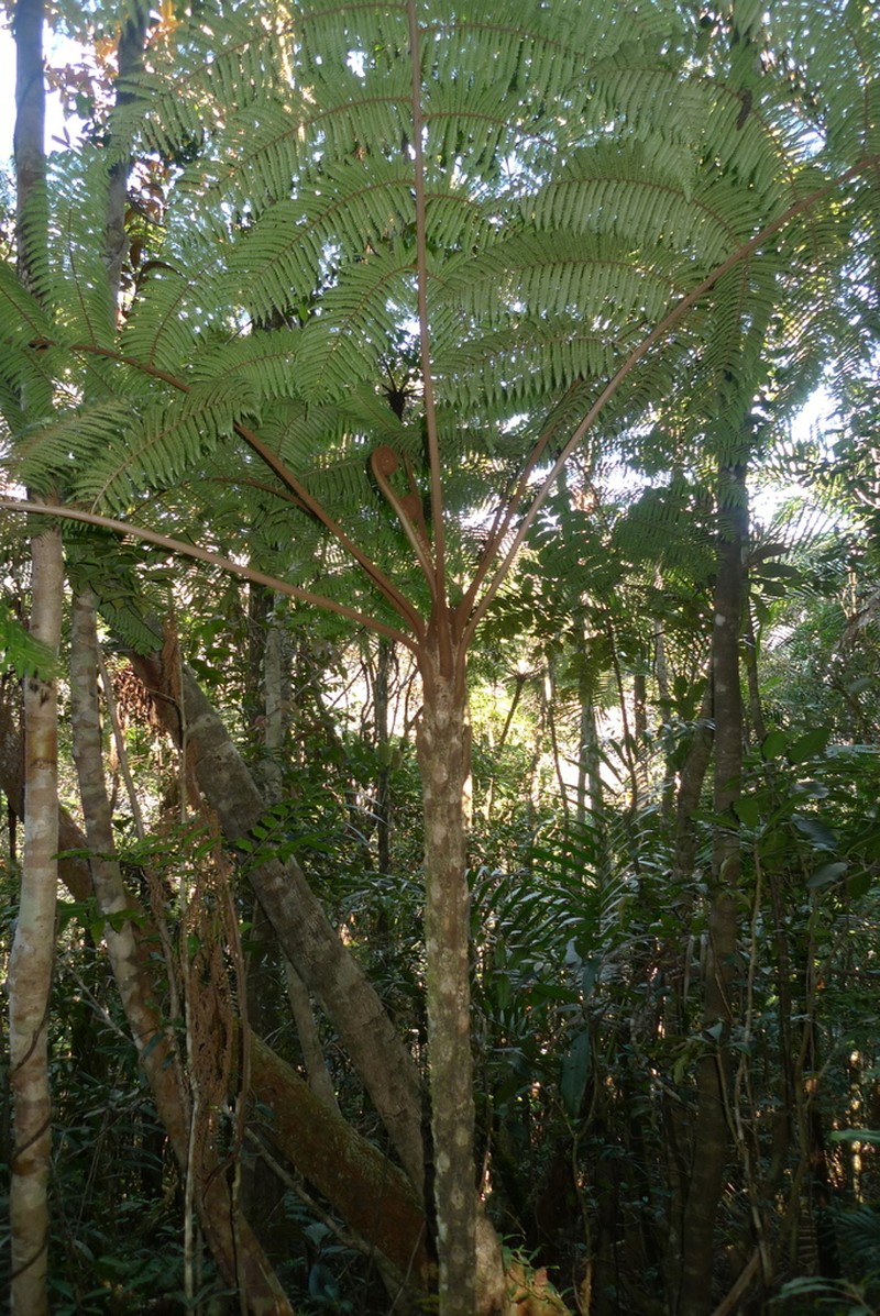 Sphaeropteris novae-caledoniae photo 6
