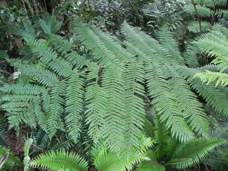 Sphaeropteris novae-caledoniae photo 7