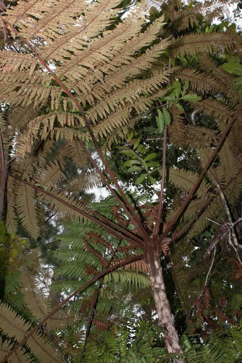 Sphaeropteris novae-caledoniae photo 8