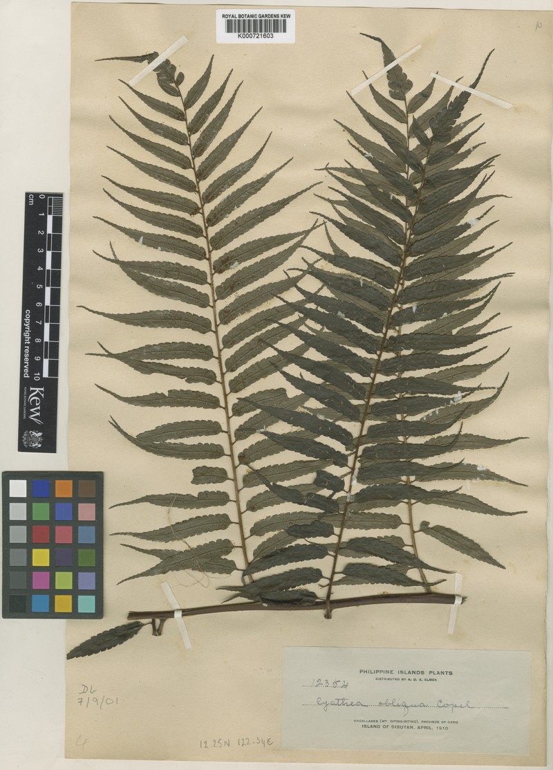 Sphaeropteris obliqua