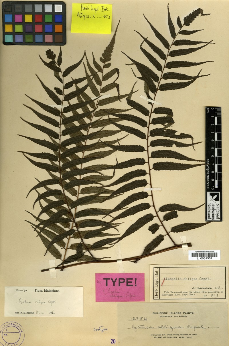 Sphaeropteris obliqua photo 2