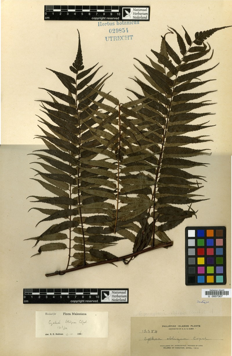 Sphaeropteris obliqua photo 3