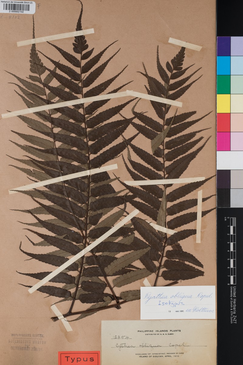 Sphaeropteris obliqua photo 4