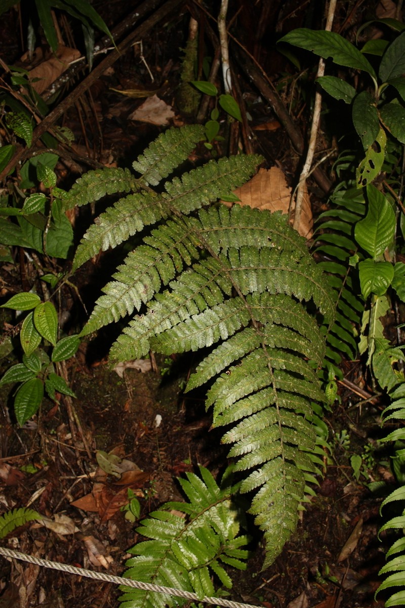 Sphaeropteris obscura