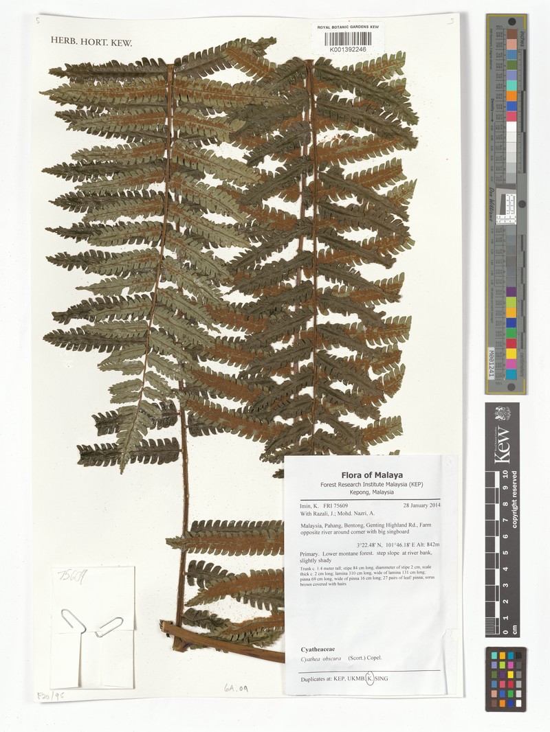 Sphaeropteris obscura photo 2