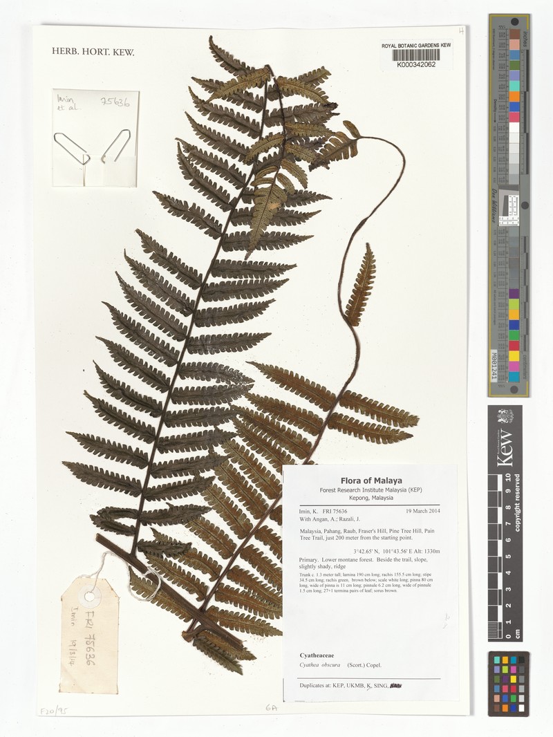 Sphaeropteris obscura photo 4