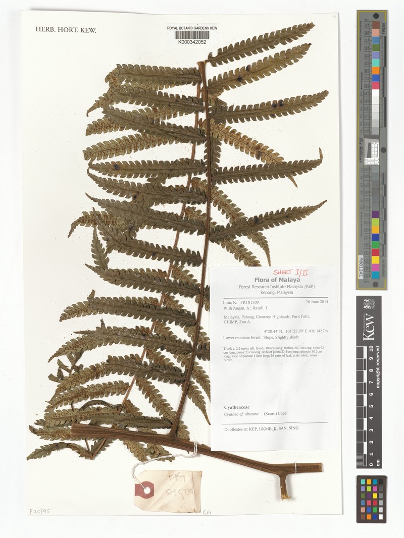 Sphaeropteris obscura photo 5