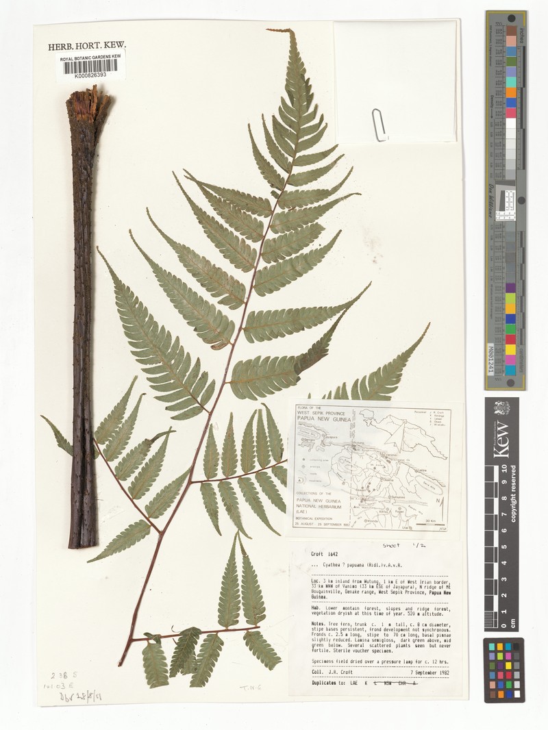 Sphaeropteris papuana