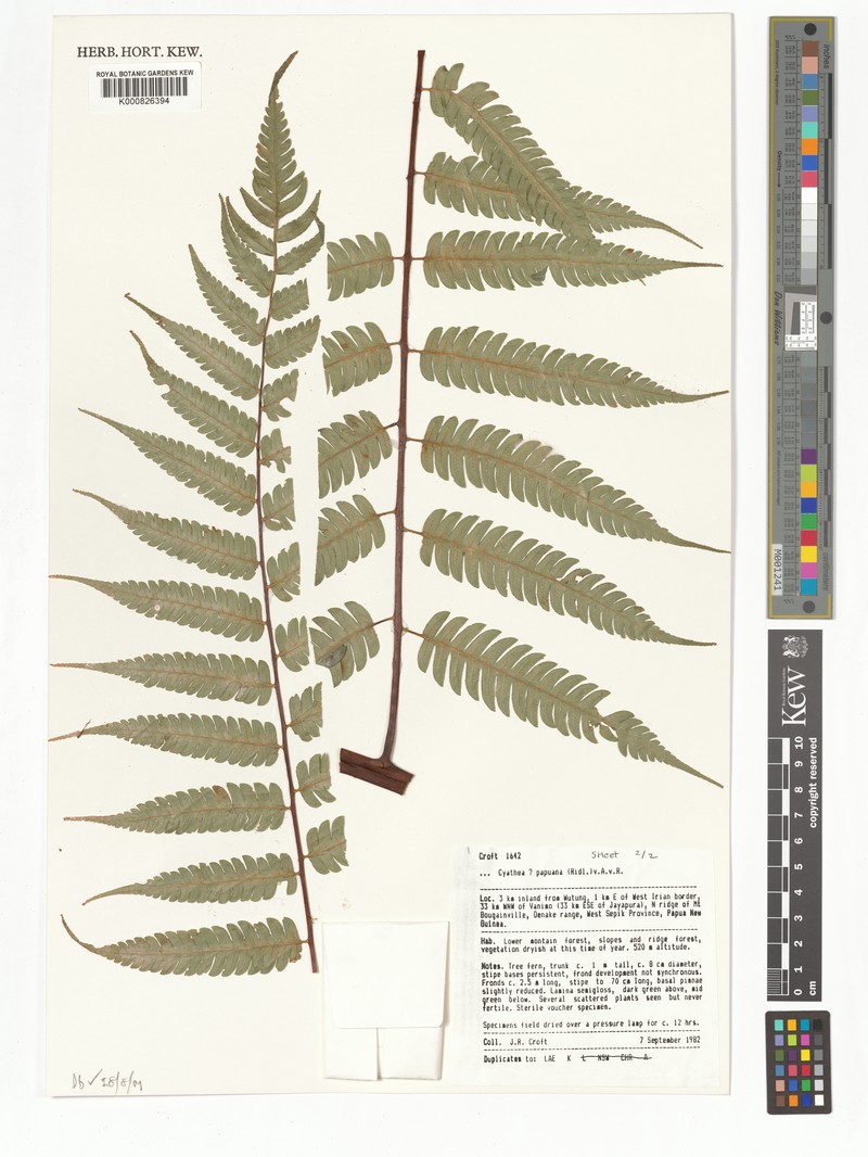 Sphaeropteris papuana photo 2