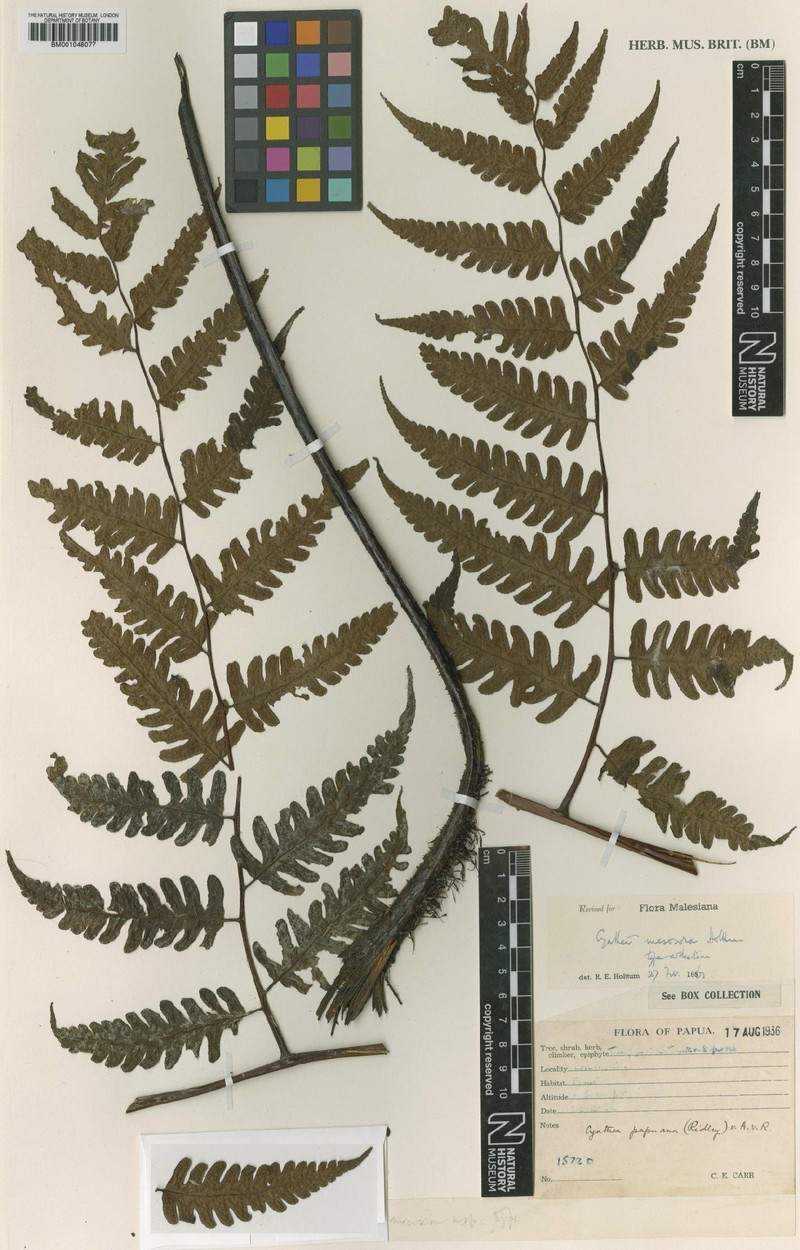 Sphaeropteris papuana photo 3