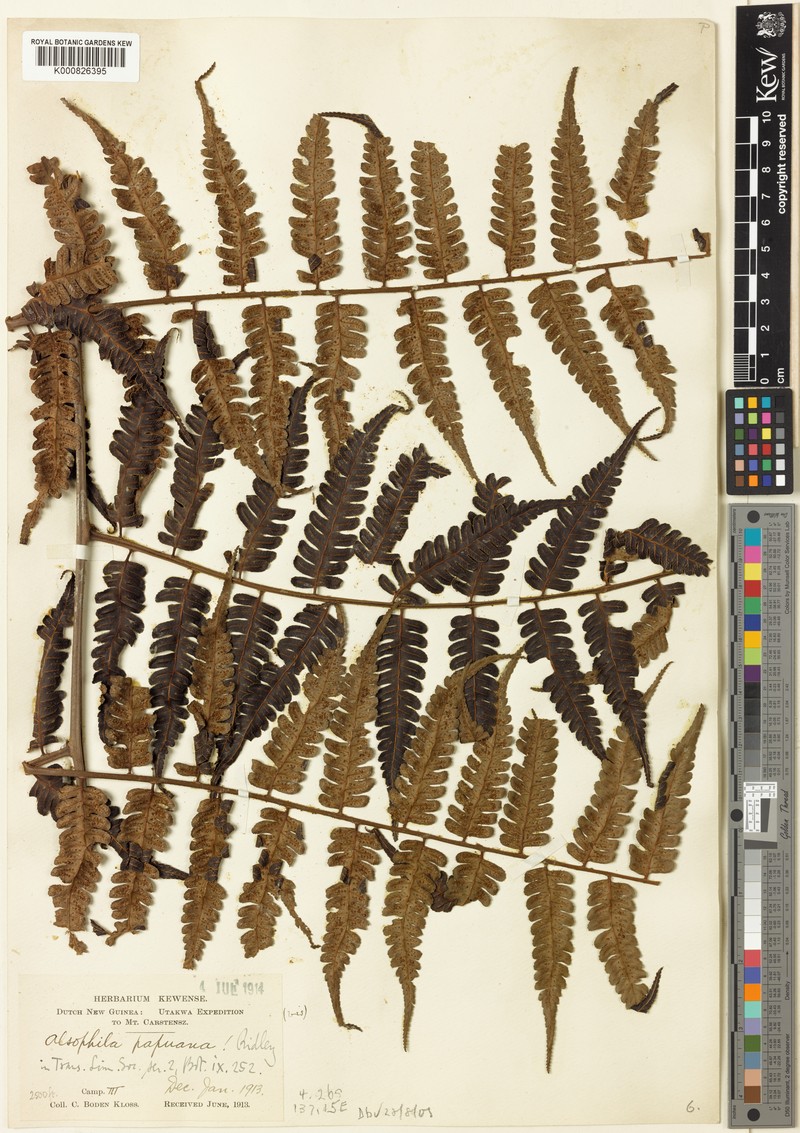 Sphaeropteris papuana photo 4