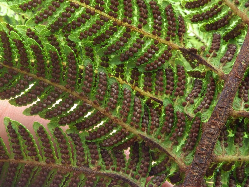 Sphaeropteris parksiae