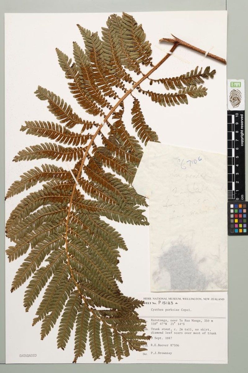 Sphaeropteris parksiae photo 2