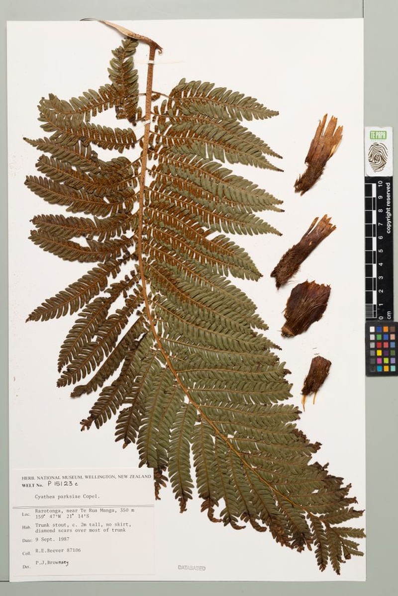 Sphaeropteris parksiae photo 3