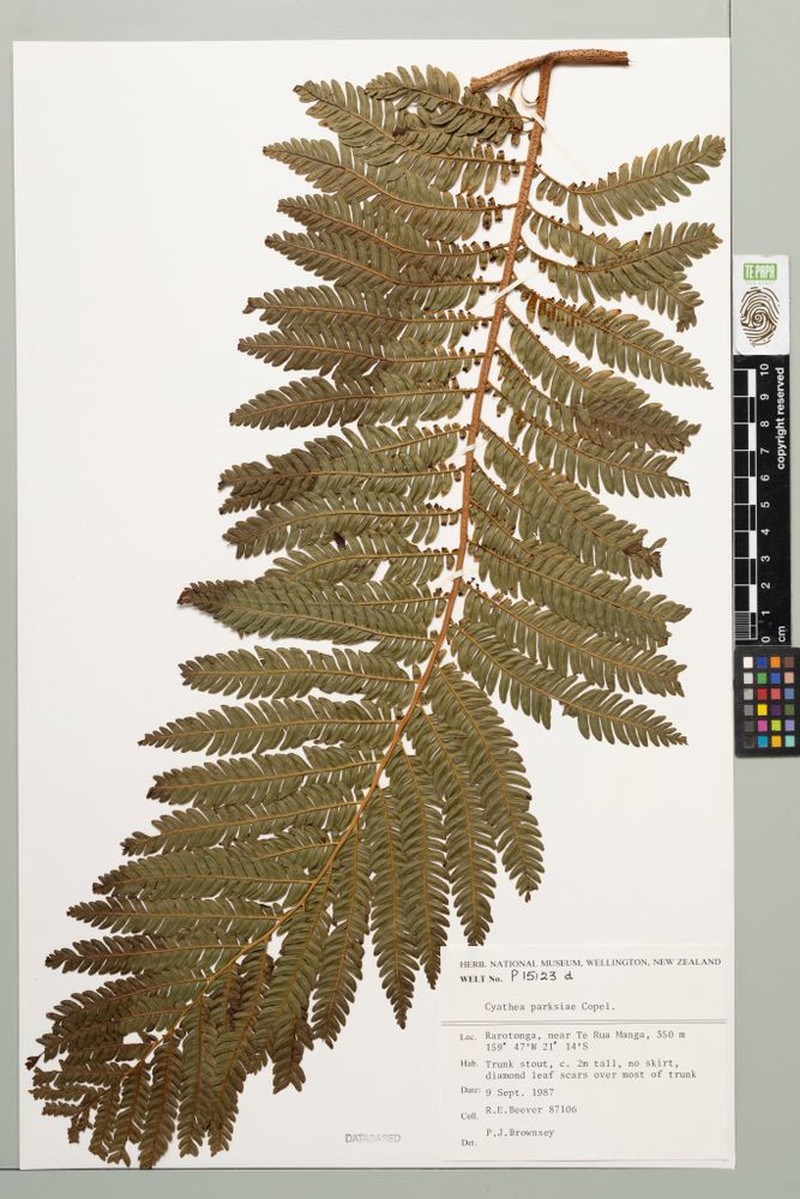 Sphaeropteris parksiae photo 4