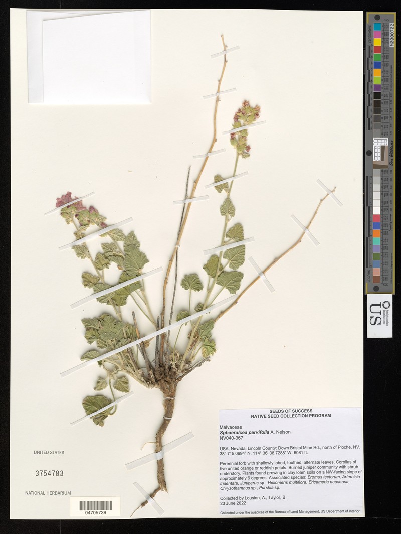 Sphaeropteris parvifolia