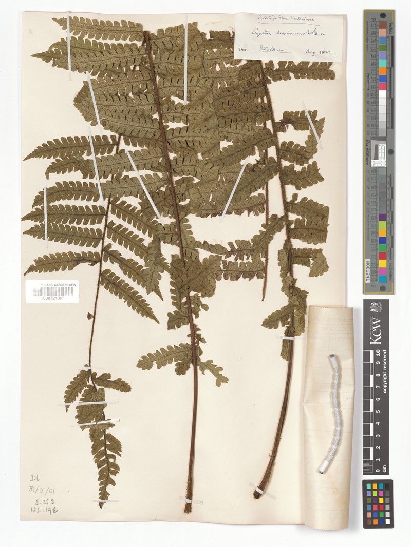 Sphaeropteris parvifolia photo 2