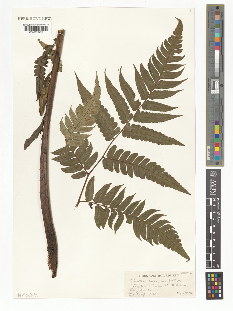 Sphaeropteris parvipinna